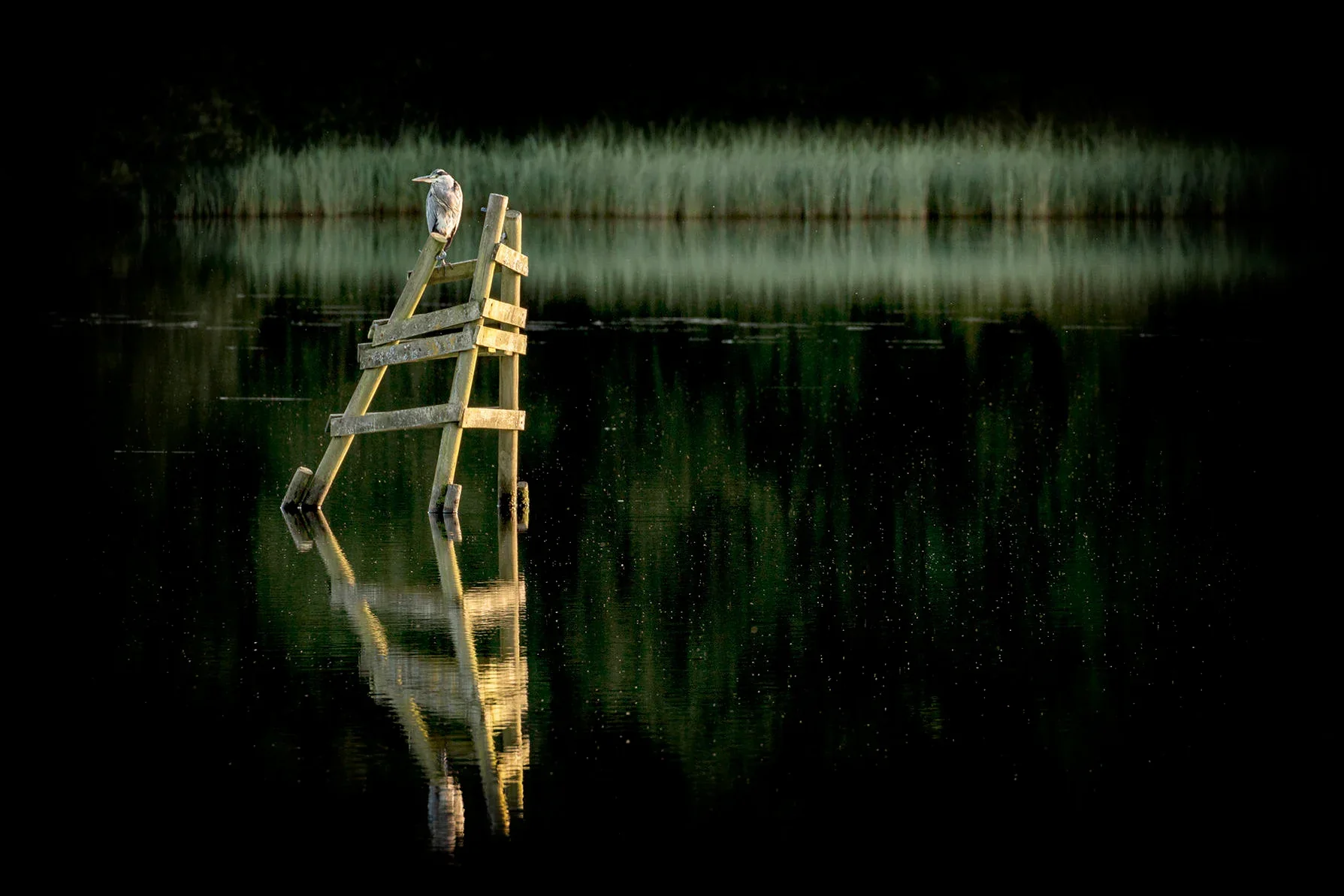 Ootlier Issue 2: Range - Image 6